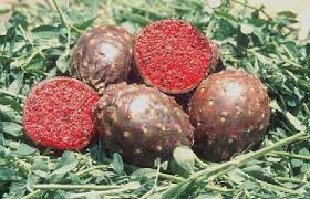 แก้วมังกรเม็กซิโก - Mexican Pitaya (Stenocereus queretaroensis)
