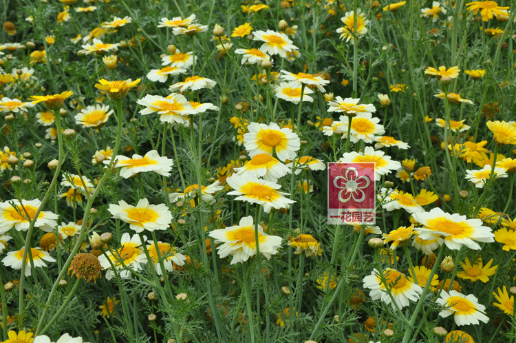 เดซี่การ์แลนด์คละสี (ตังโอ๋) - Garland Daisy (Crysanthemum coronarium)