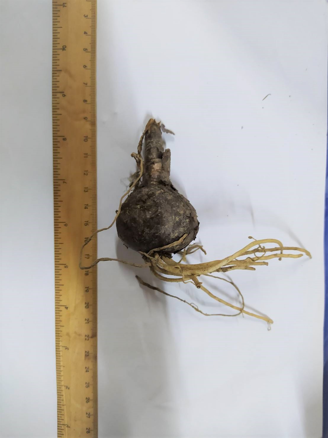 หัวลิลลี่แมงมุมสีขาว - White Straw Spider Lily (Lycoris Sp.) 1 หัว