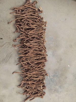 รากแดนดิไลออน - Dandelion 10 ราก