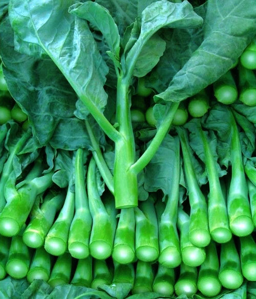 คะน้า - Chinese Kale