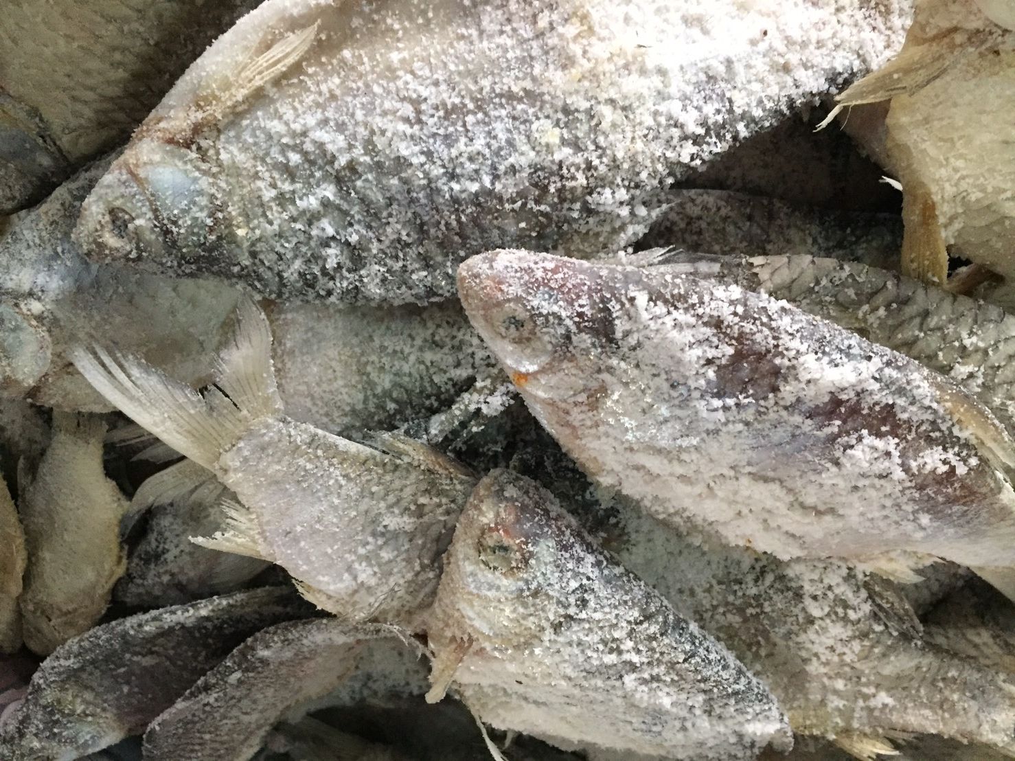 ปลาหมักเกลือ ปลาเน่า น้ำหนัก 500 กรัม ပႃႇၸႃႇ - ပႃႇၸႃႇၶမ်းၵႅတ်းသေ ปลาหมักสูตรไทยใหญ่ Fermented Fish - Burmese Style Pickled Fish ปลาเน่า ปลาเน่าเกเซ นำไปประกอบอาหารได้หลากหลายชนิด รับประกันความอร่อย