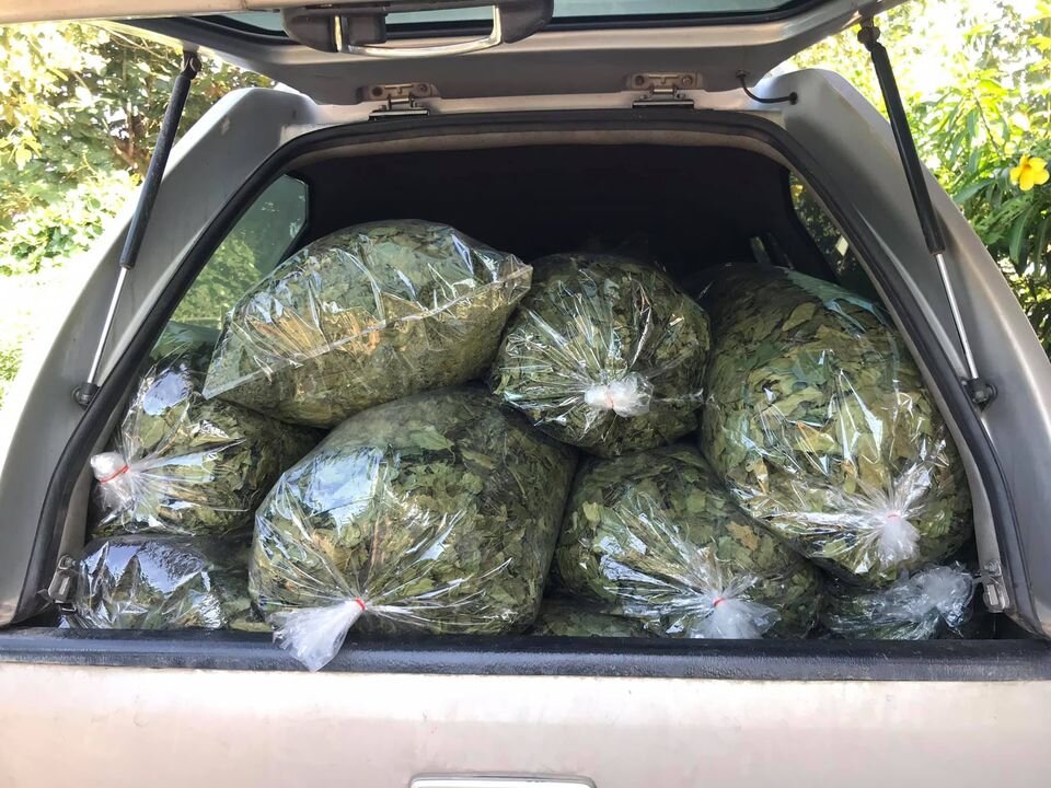 ชาเชียงดา (ใบชาเวียงพิงค์) Gymnema tea ขนาดบรรจุ 15 ซองชา ชาชงผักเชียงดา มีเครื่องหมาย อย. ในใบเชียงดามีสารสำคัญที่ชื่อว่า gymnemic acid ซึ่งมีฤทธิ์ยับยั้งการขนส่งน้ำตาลทำให้การดูดซึมน้ำตาลในลำไส้เล็กมีผลช้าลง