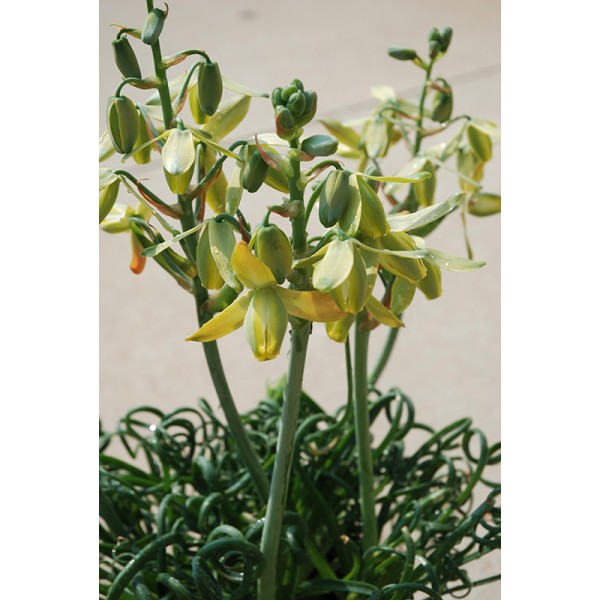 หอมเกลียว - Albuca namaquensis
