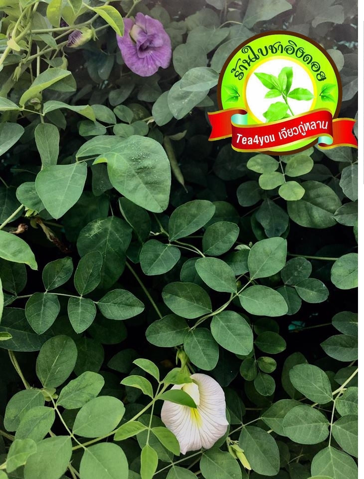 ดอกอัญชัน ดอกอัญชันแห้ง 100 กรัม Butterfly pea 100 g มีฤทธิ์ในการละลายลิ่มเลือด มีส่วนช่วยในการชะลอวัยและริ้วรอยแห่งวัย ต่อต้านอนุมูลอิสระในร่างกาย ช่วยเสริมสร้างภูมิต้านทานให้ร่างกายและเพิ่มพลังงานให้ร่างกาย