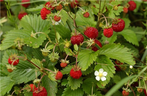 สตรอเบอรี่รูเจน - Reugen Strawberry
