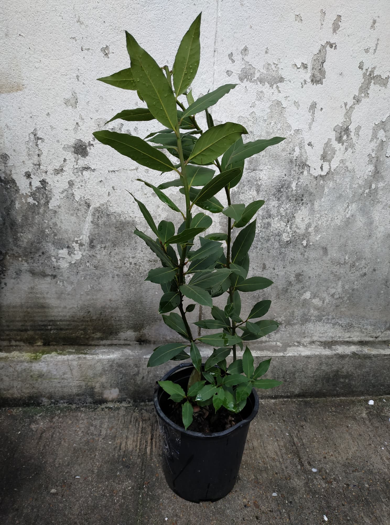 ต้นกระวาน - Bay leaf (Laurus nobilis)