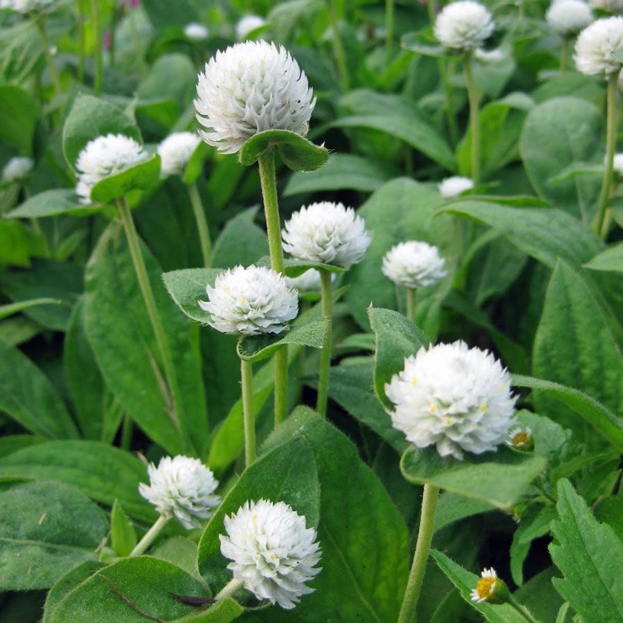 บานไม่รู้โรยสีขาว - White Gomphrena