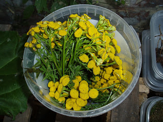 แทนซี - Tansy