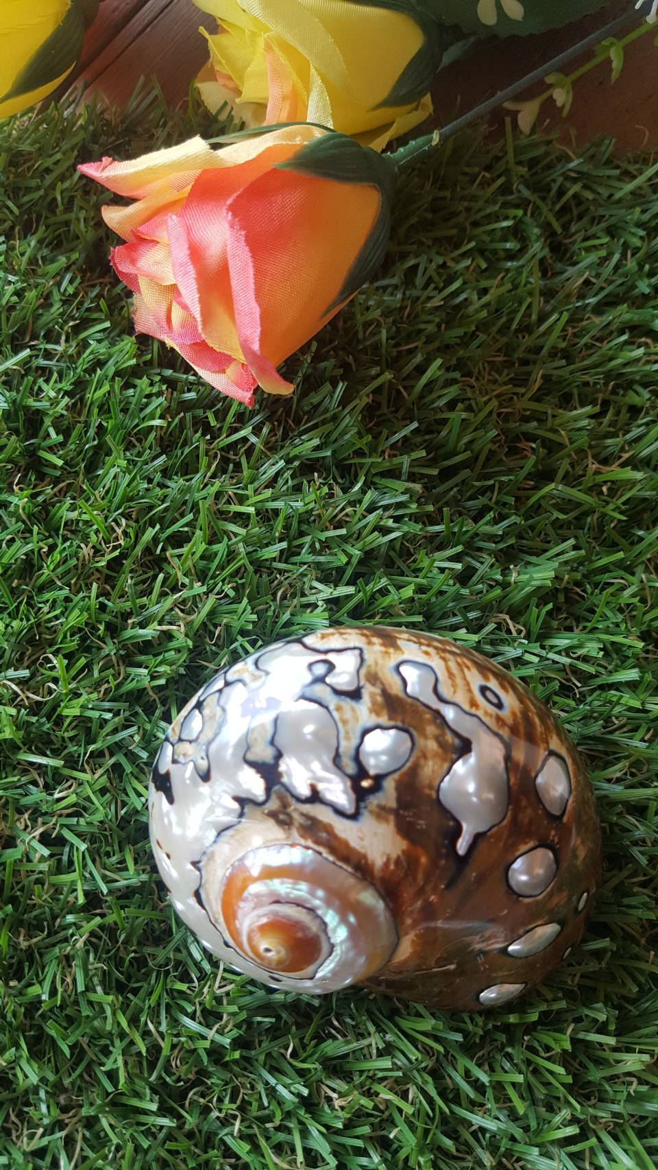 หอยมุกขัดเงา