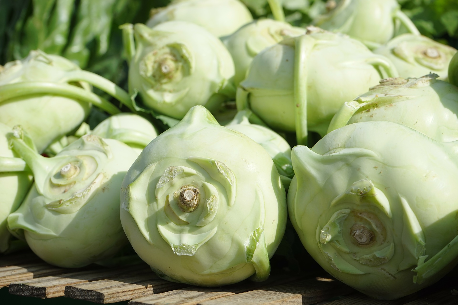 กะหล่ำปมสีเขียว - Kohlrabi
