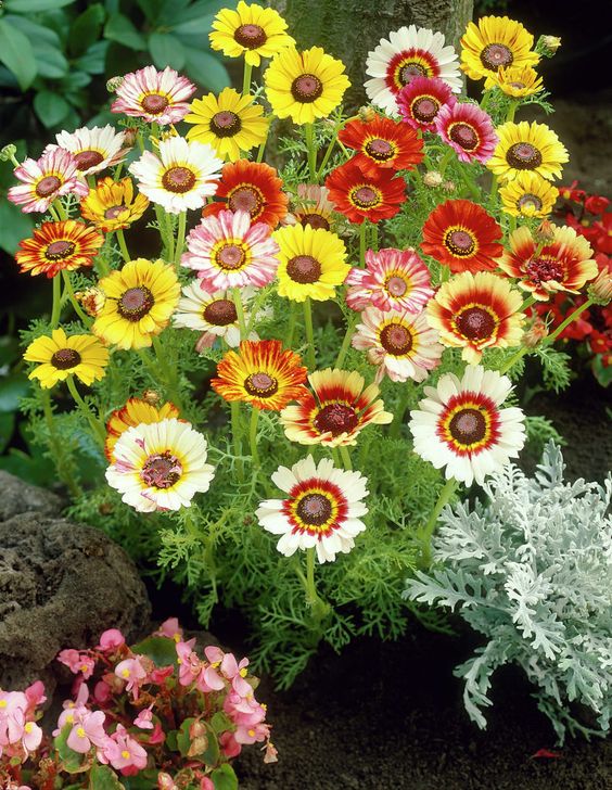 เดซี่สามสี - Mixed Tricolor Daisy (Chrysanthemum carinatum)