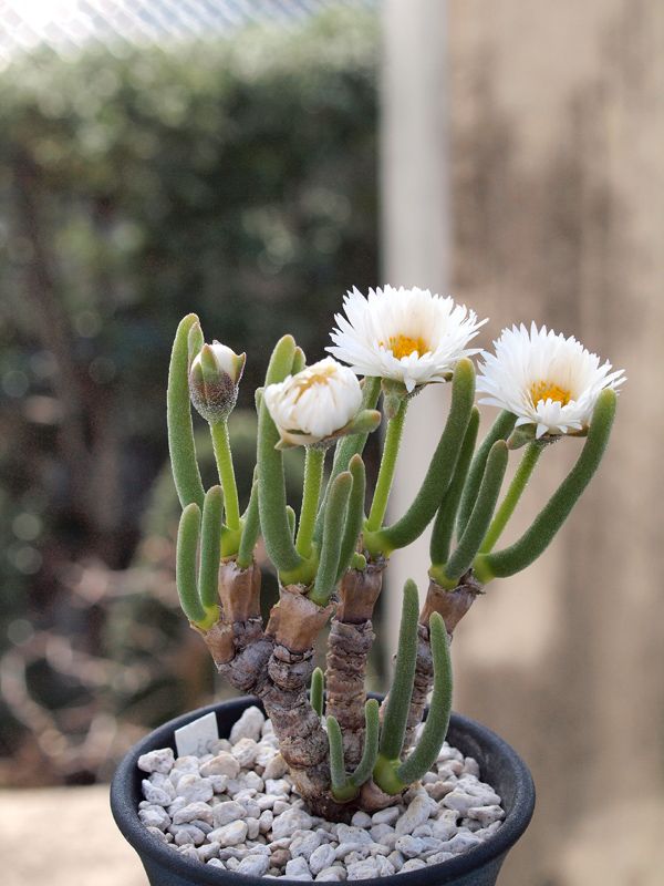 ต้นหูกระต่าย - Monilaria moniliformis