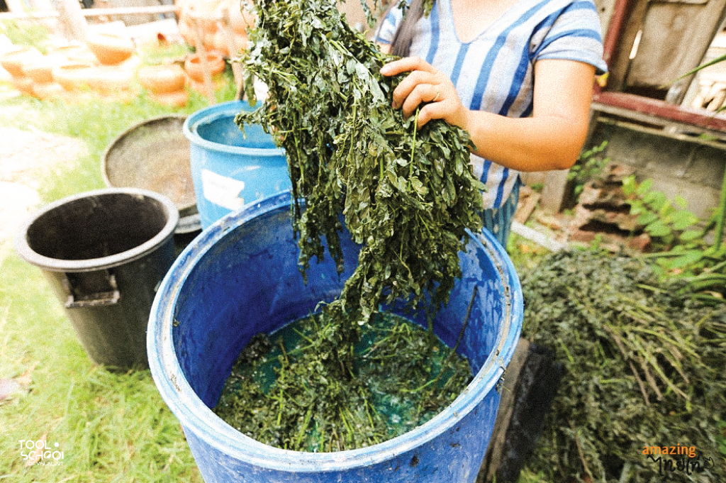 คราม (สมุนไพร+ใช้ย้อมผ้า) - Indigofera tinctoria (Indigo)