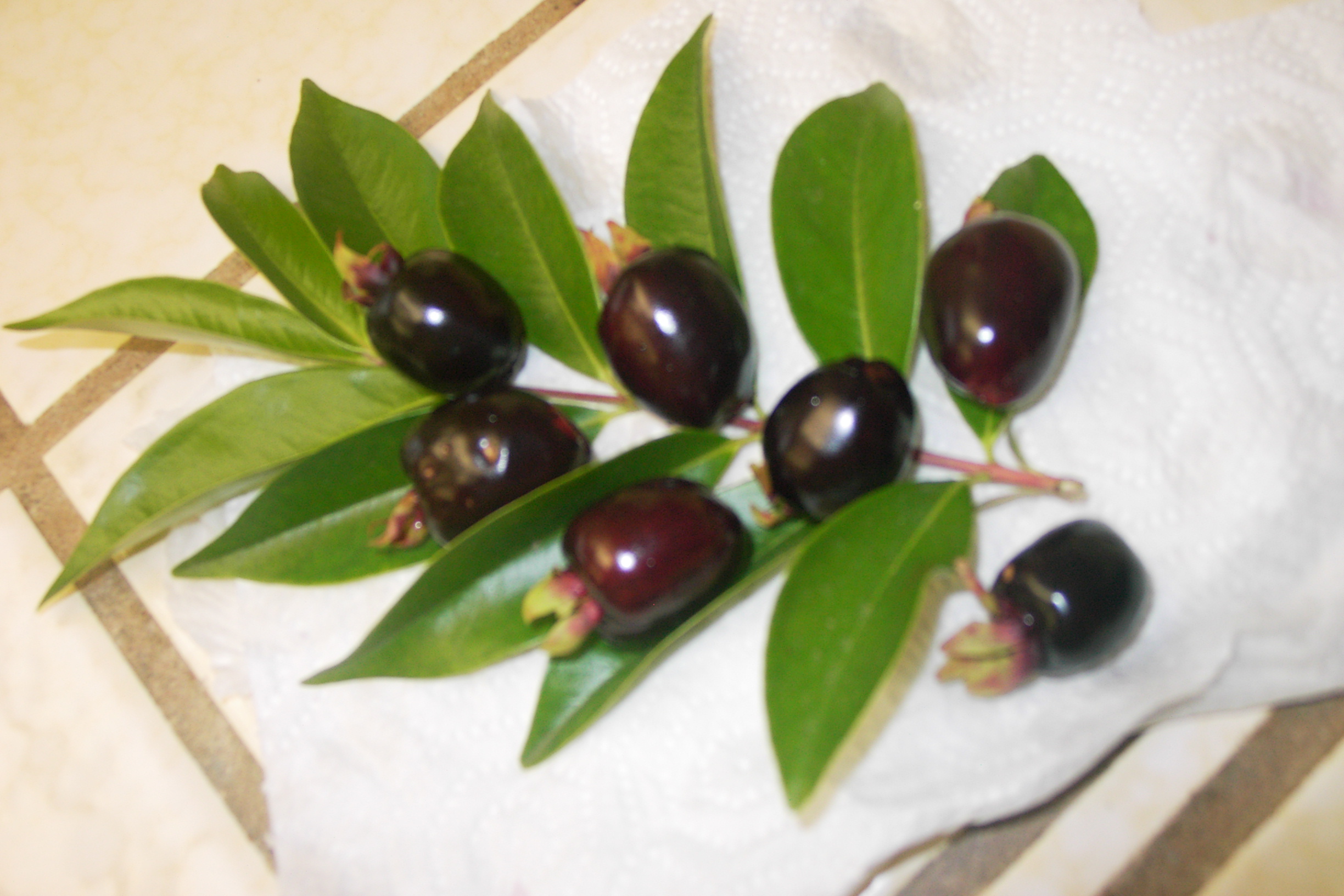 ต้นเชอร์รี่ริโอแกรนด์ - Cherry of Rio Grande (Eugenia involucrata)