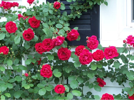กุหลาบเลื้อยสีแดง - Red Climbing rose