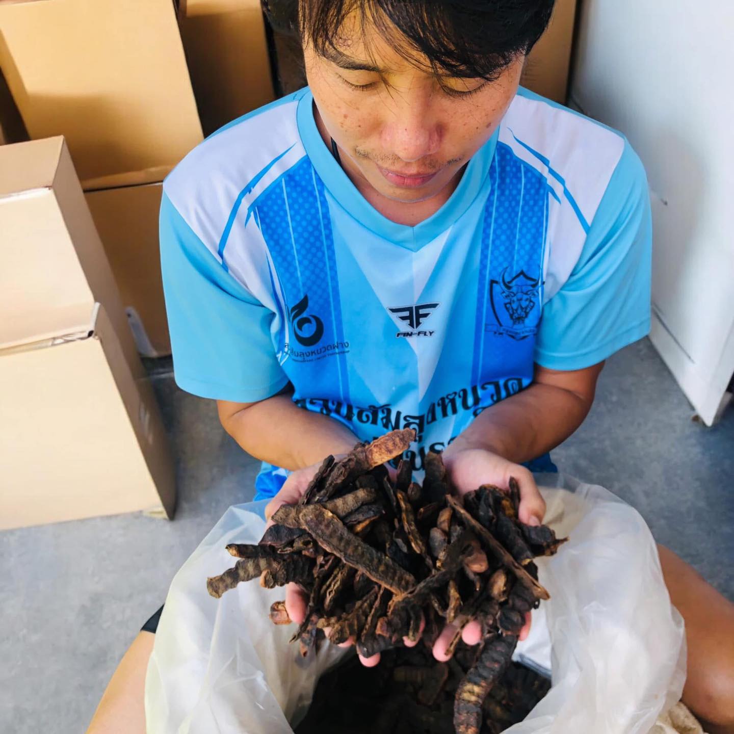 ส้มป่อย(แห้ง) 500 กรัม ครึ่งกิโล ฝักส้มป่อย ฝักส้มป่อยแห้ง Soap Podส้มป่อย สรรพคุณแก้ไข้จับสั่นหรือไข้มาลาเรียแก้ไอขับเสมหะ แก้เสมหะ ด้วยการนำมาต้มกับน้ำดื่ม ในด้านของความเชื่อส้มป่อยถือเป็นไม้ศักดิ์สิทธิ์ของชาวล้านนา โดยชาวบ้านจะใช้ฝักในพิธีกรรมทำน้ำมนต์
