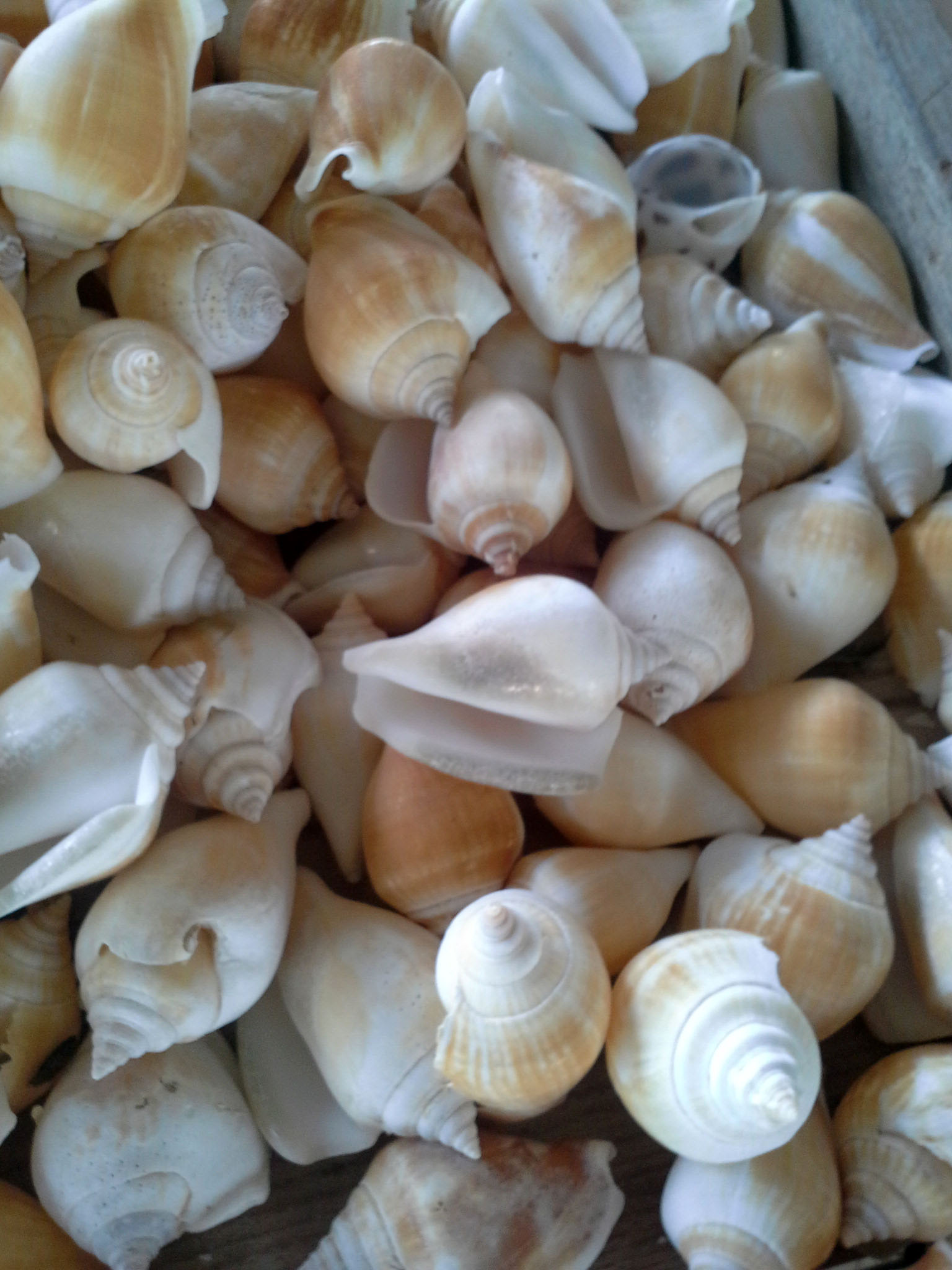 หอยกระโดดชั่งกิโล