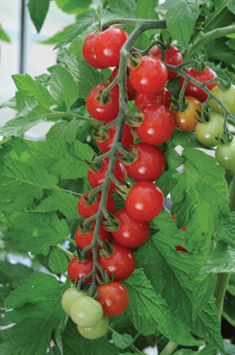 มะเขือเทศสวีทแอพเพอริทิพ - Sweet Aperitif Tomato (หวานมาก 13 Brix)
