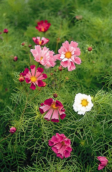 ดาวกระจายซีเชลล์คละสี - Mixed Sea Shells Cosmos