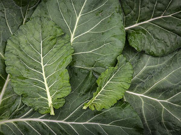 คอลลาร์ดมอริสเฮดดิ้ง - Morris Heading Collard