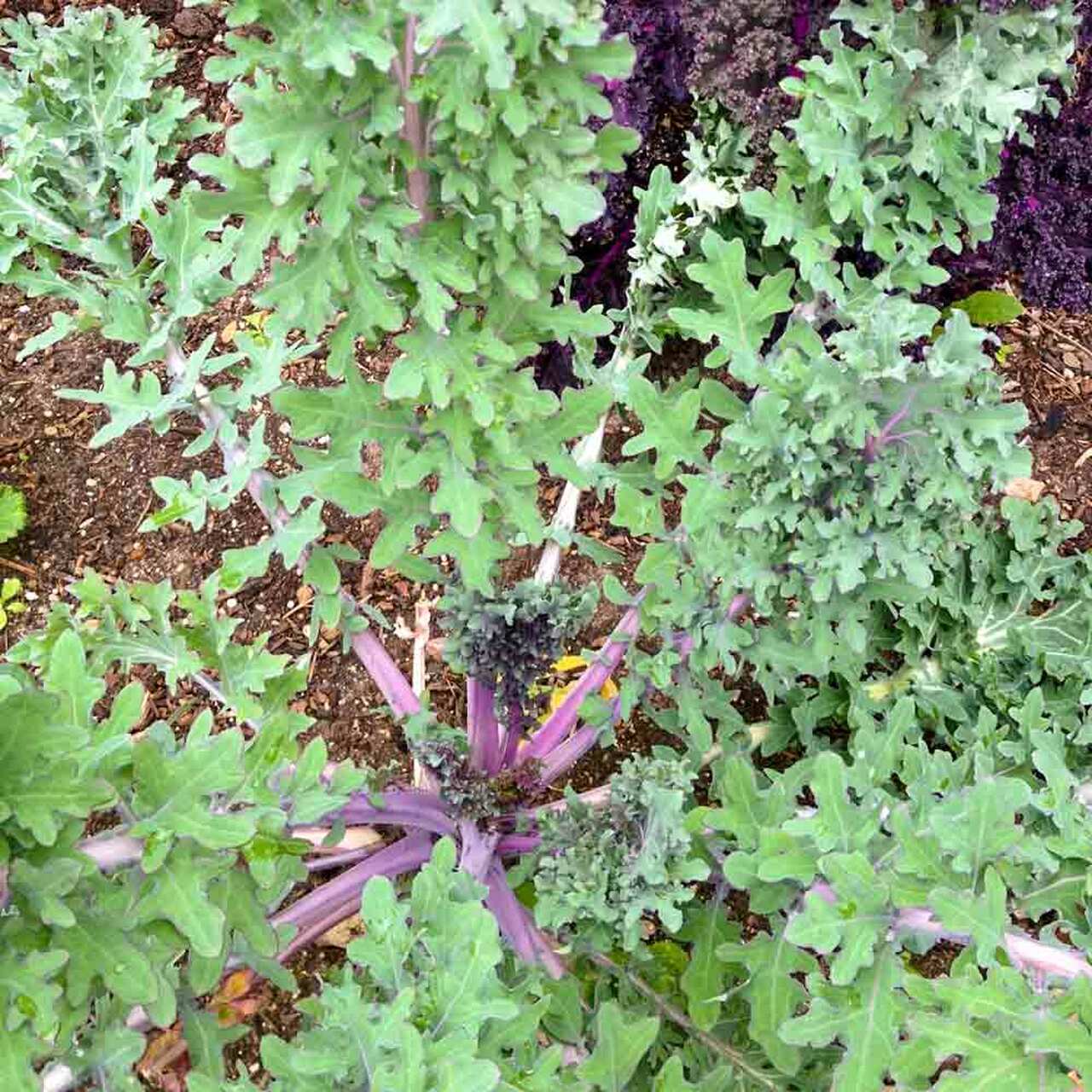 เคลเออร์ซ่าแดง - Red Ursa Kale