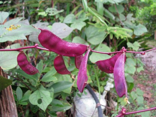 ถั่วแปบสีม่วง - Hyacinth bean