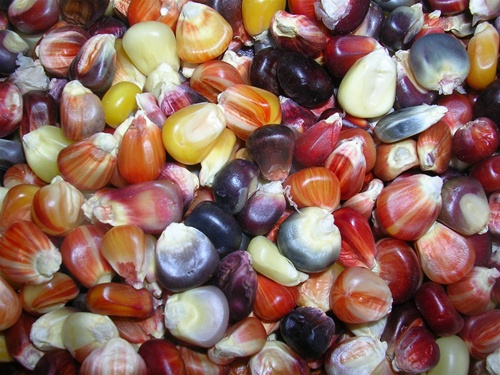 ข้าวโพดสีรุ้ง - Ornamental Indian Corn