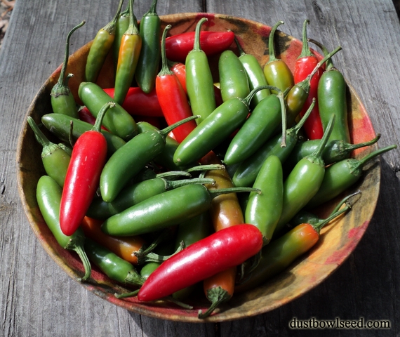 พริกเซอราโน - Serrano Pepper