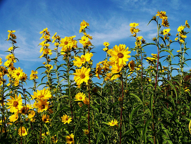 ทานตะวันเม็กซิมิเลี่ยน - Maximilian Sunflower (ทานตะวันดอกดก)