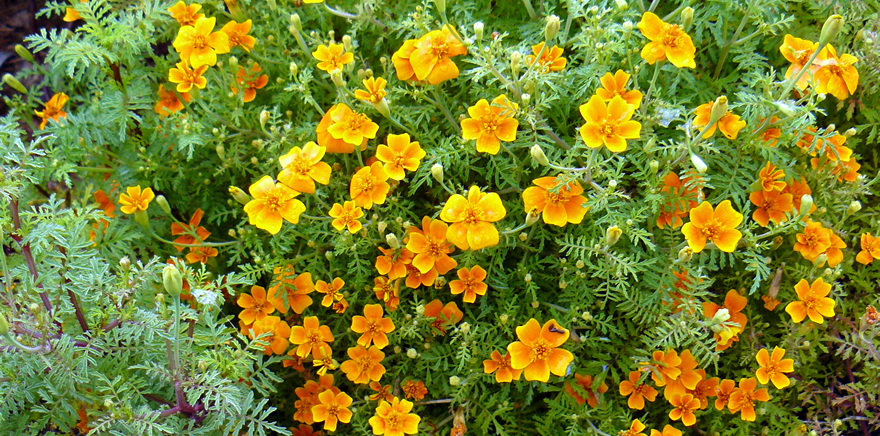 ดาวเรืองโกลเด้นเจ็ม - Golden Gem Tagetes