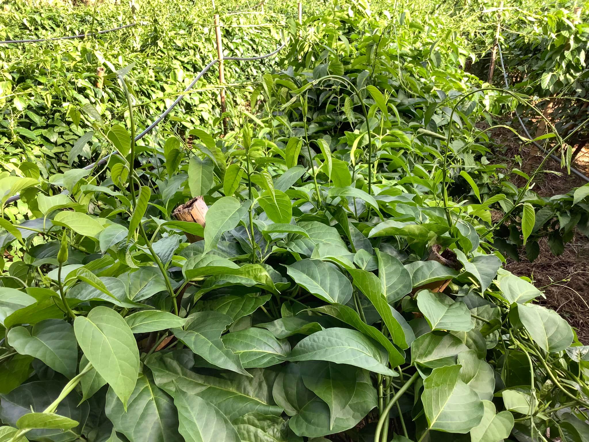 เชียงดาแคปซูล 120 เม็ด ผักเชียงดาออร์แกนิค 100% รับรองมาตรฐาน NFI ขนาด 500mg แคปซูลพืชธรรมชาติ ปลอดสารเคมี ไม่ผสมสมุนไพรอื่น เฉพาะผักเชียงดาแท้จากเชียงใหม่ ช่วยควบคุมเบาหวาน ลดความดัน ลดไขมัน พร้อมดีท็อกซ์ร่างกาย