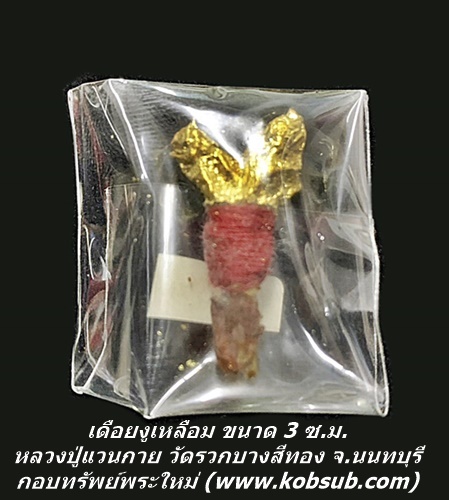 เดือยงูเหลือม ขนาด 3 ซ.ม. หลวงพ่อแวนกาย พันธสาโร