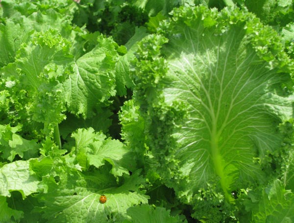 มัสตาร์ดเขียวใบหยิก - Southern Giant Curled Mustard
