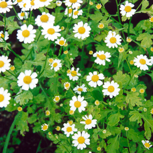 เก๊กฮวยขาว - Chrysanthemum morifolium