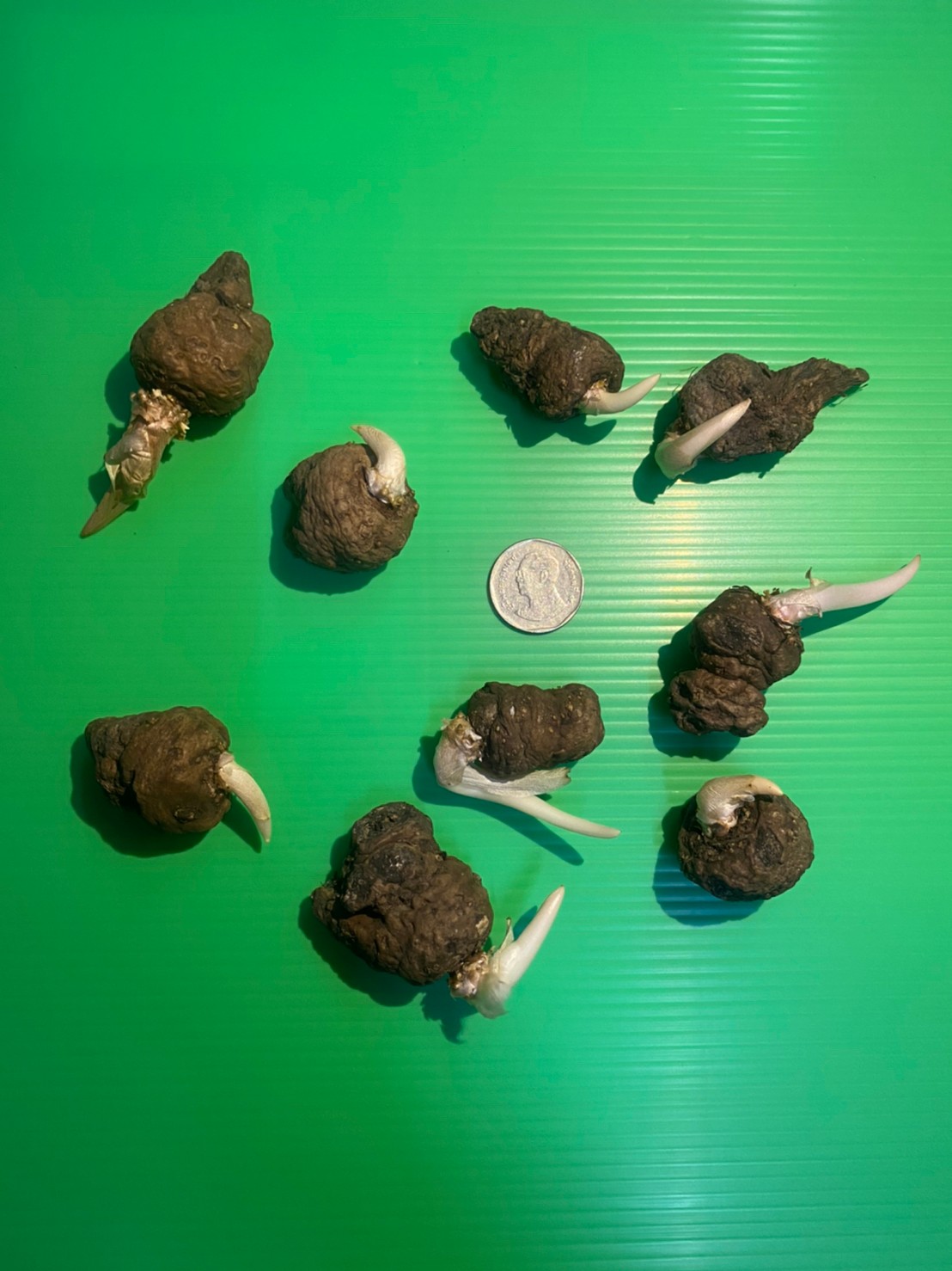 หัวบุกกำมะหยี่ - Amorphophallus atroviridus