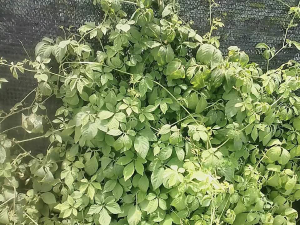 ชาเจียวกู่หลาน Gynostemma pentaphyllum (ชนิดเถาและใบ) บรรจุ 50 กรัม Jiaogulan Tea (Dried Stems and Leaves) Packaged in 50 grams ปลูกแบบไร้สารเคมี ปุ๋ย เติบโตตามธรรมชาติ สมุนไพรออแกร์นิคจากยอดดอย จ.เชียงใหม่ สมุนไพรแห่งชาติ ปี 2548