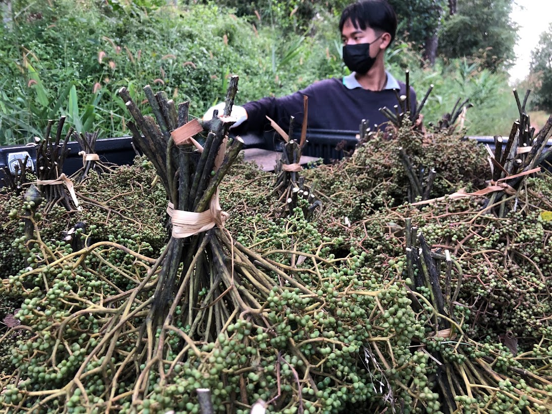 🌿 มะแข่น มะแขว่น 500g (ครึ่งกิโล) มะแขว่นเด็ดก้าน มะแขว่นคนเหนือ ลูกระมาศ หมากมาศ พริกไทยเสฉวน เครื่องเทศลาบ ลาบหมู หลู้ แกงฮังเล น้ำพริกอ่อง ไส้อั่ว เครื่องเทศเมืองเหนือ ของดีเชียงใหม่ ราคาส่ง | Zanthoxylum 500g Sichuan Pepper Thai Spice Larb Han