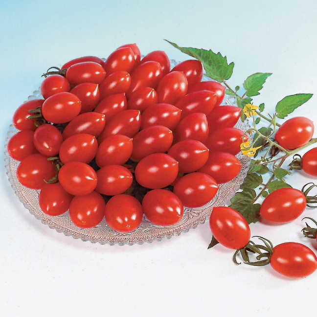 มะเขือเทศชูการี่ F1 - Sugary Tomato F1