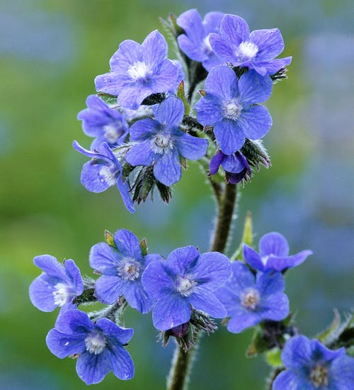 ฟอร์เก็ตมีน็อตแอฟริกา (ทนร้อน) - African Forget me not
