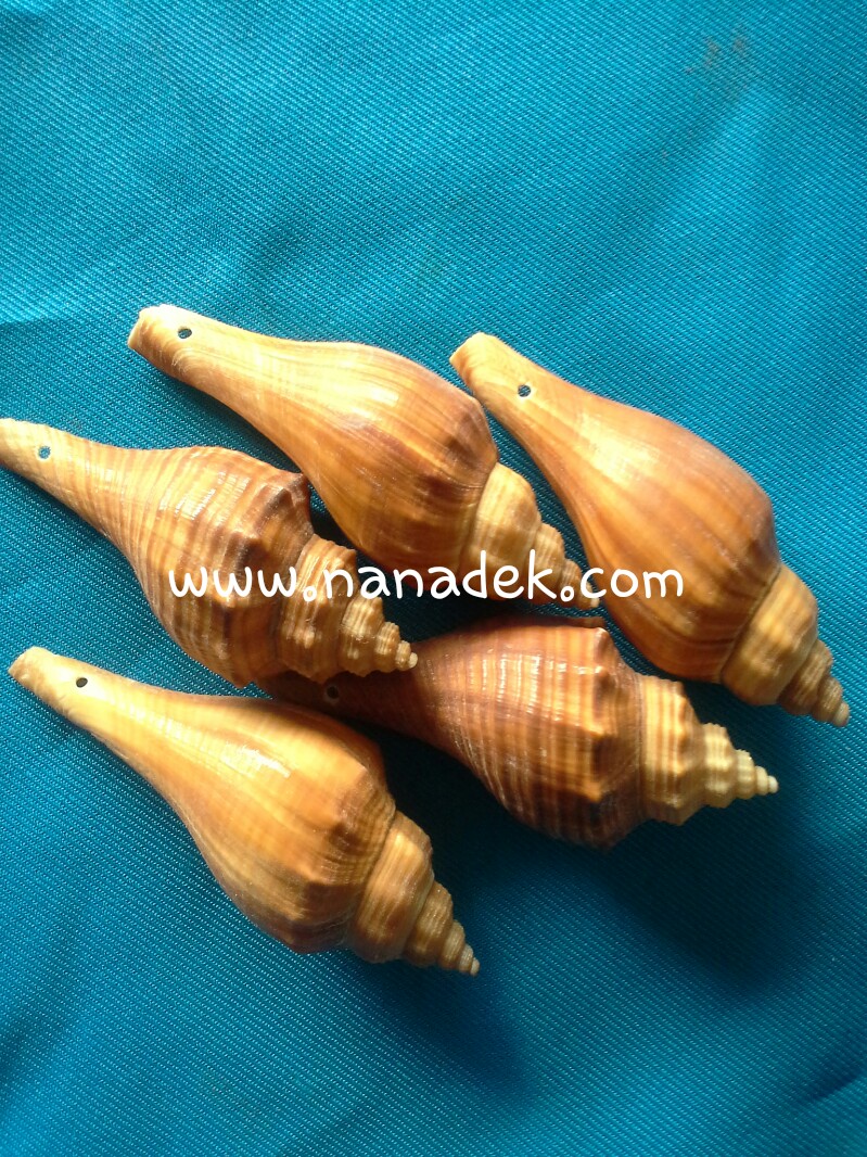 เปลือกหอยชั่งกิโลหอยสังข์