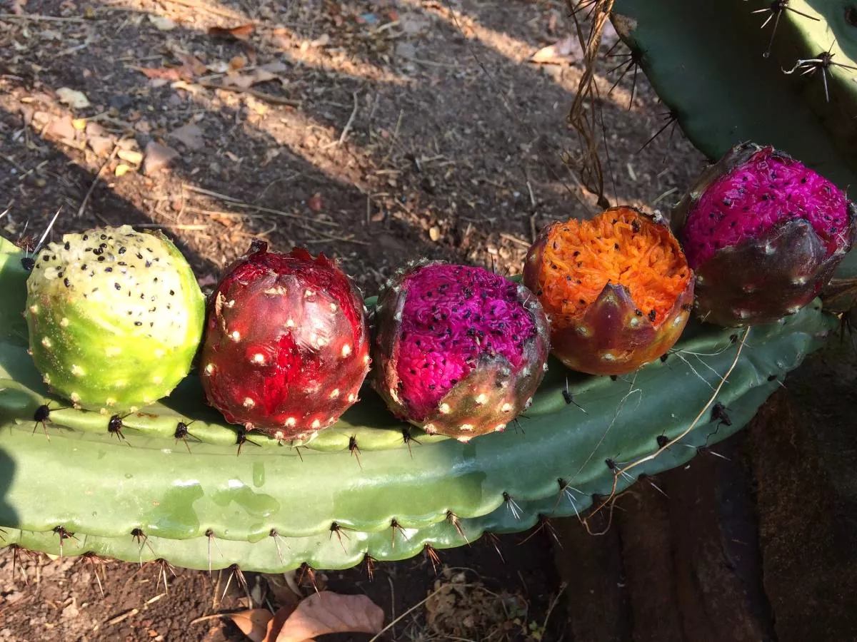 แก้วมังกรเม็กซิโก - Mexican Pitaya (Stenocereus queretaroensis)