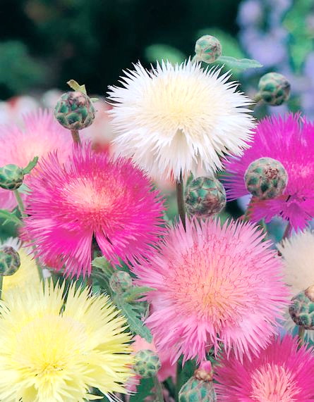 สวีทสุลต่านคละสี, ประไหมสุหรีคละสี - Mixed Sweet Sultan (Centaurea imperials)