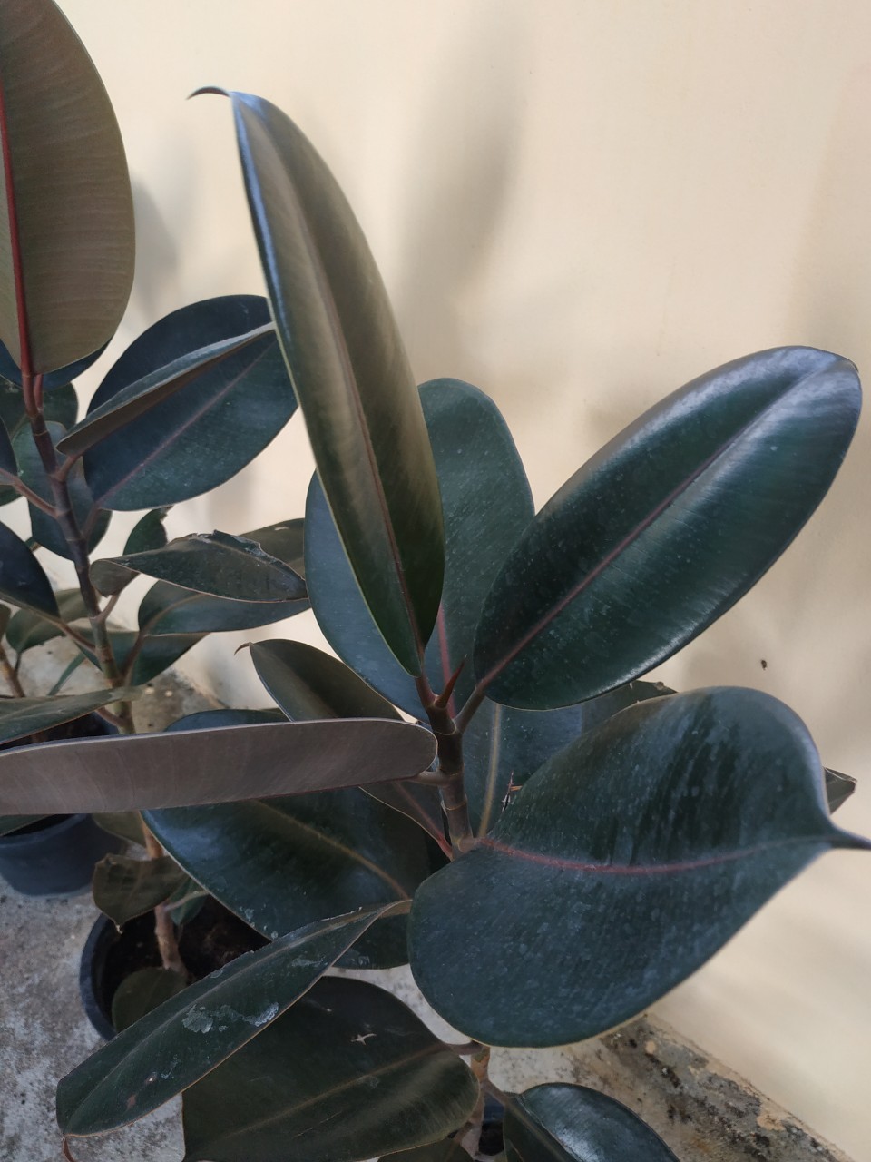 ต้นยางอินเดียใบดำ - Ficus elastica Black