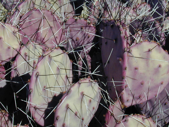 พริคลี่แพร์ซานตาริต้า (พันธุ์หนามยาว) - Opuntia violacea v. macrocentra