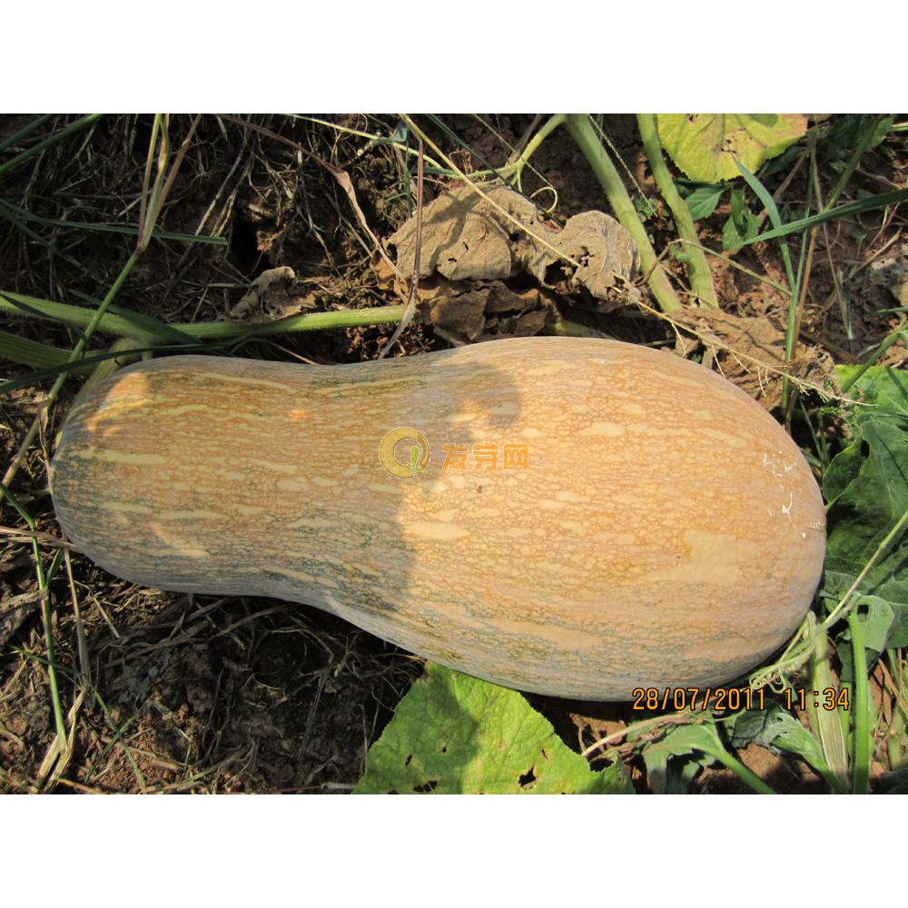 ฟักทองฮันนี่ - Honey Pumpkin