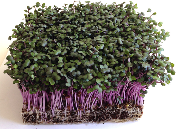 กะหล่ำปลีสีม่วง - Mammoth Red Rock Cabbage