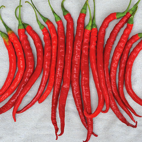 พริกคาเยนผลยาวสีแดง - Long Red Cayenne Pepper