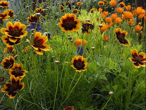 คอสมิเดียมฟิลิปไพน์ - Cosmidium Philippine (กลิ่นหอมคล้ายช็อกโกแลต) 25 เมล็ด