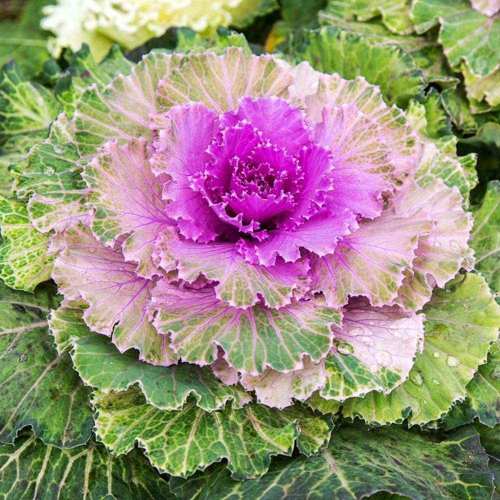 กะหล่ำประดับโอซาก้าสีชมพู - Pink Osaka Ornamental Cabbage 10 เมล็ด